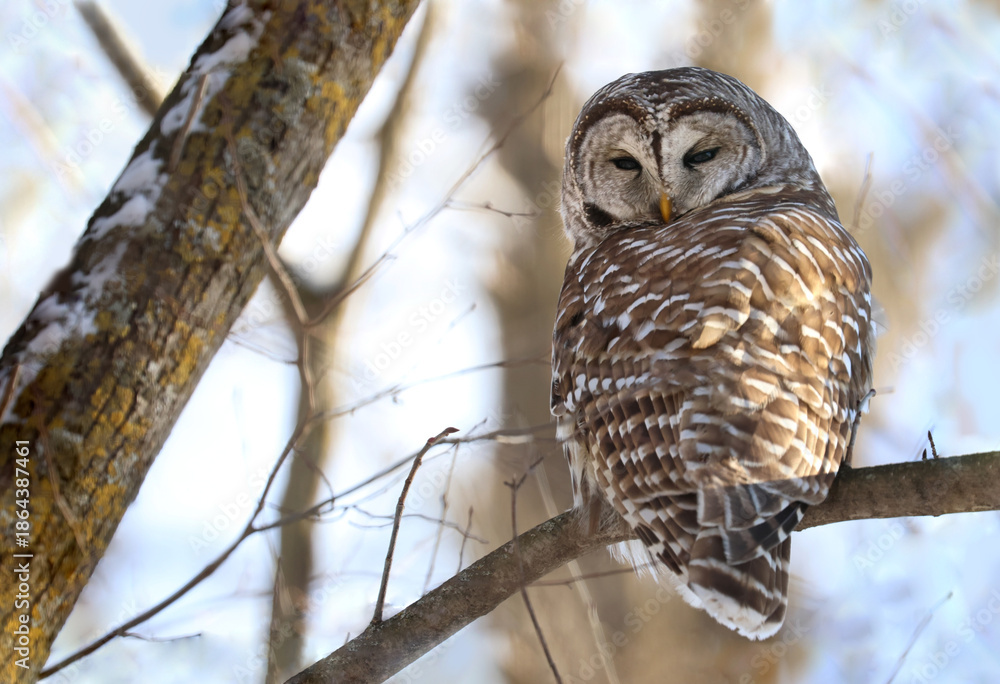 Obraz premium owl in forest during winter
