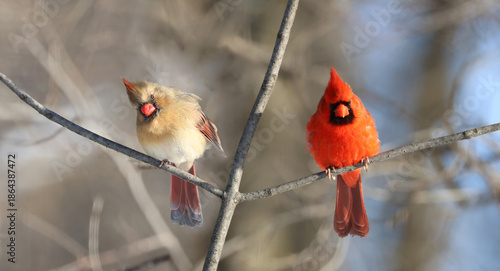 couple of red cardinal in forest
