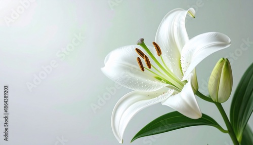 Close-up of a white lily with open blooms, buds, and green leaves on a soft background