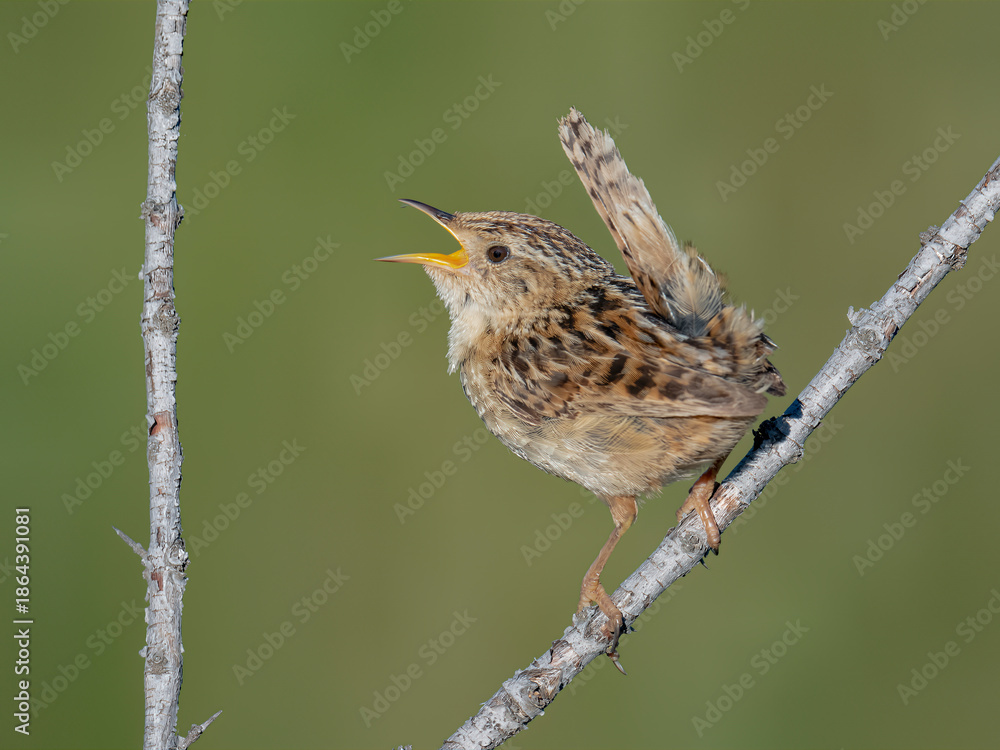 Fototapeta premium Grass Wren Singing on a Bare Branch in Patagonia Grassland Habitat
