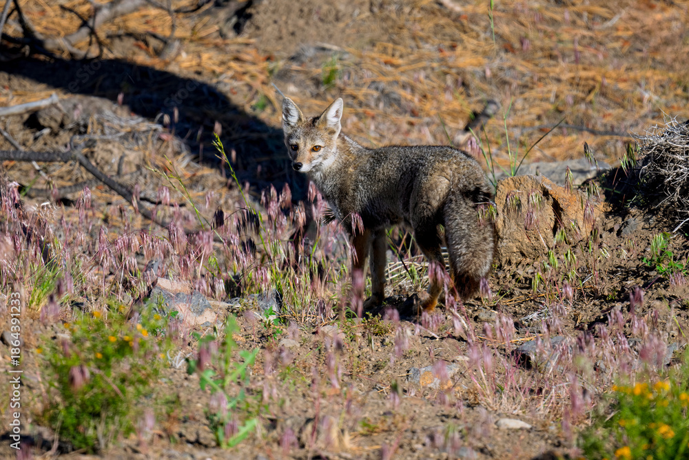 Fototapeta premium Wild Patagonian Gray Fox Standing Among Dry Grasses in Argentina