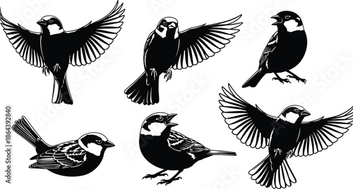 sparrow bird illustration set, flying and perched poses collection, black vector wildlife silhouettes, isolated nature animal art pack