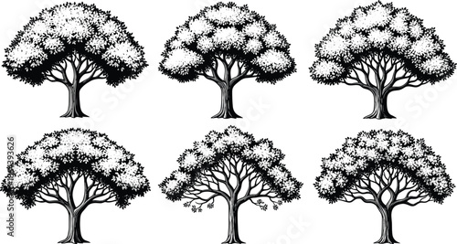 tree silhouette collection vector, detailed leafy oak canopy set, black botanical illustration pack, isolated forest design elements bundle
