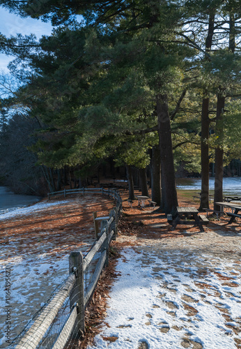 Winter background in the state park showing fence and benches under the pine trees.