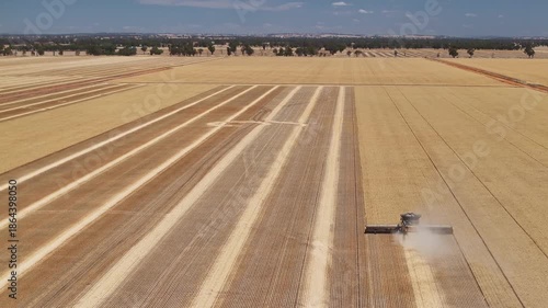 Agricultural machine harvests golden crop leaving dusty trail