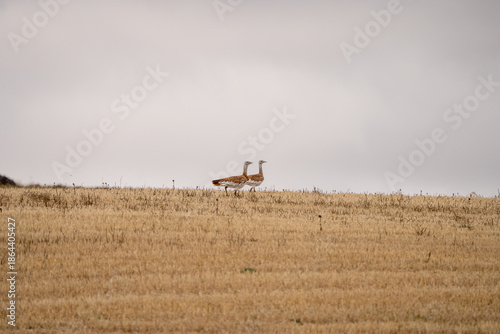 Eurasian Great Bustard (Otis tarda) photographed in Spain