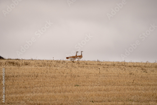 Eurasian Great Bustard (Otis tarda) photographed in Spain