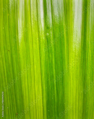 Close up pandan leaf surface showing natural tropical plant texture and organic detail