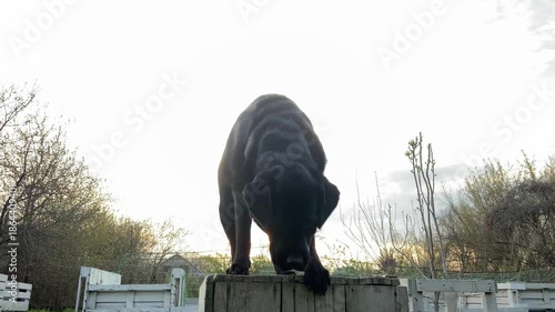 A black Labrador Retriever dog sits on a wooden bench in the garden