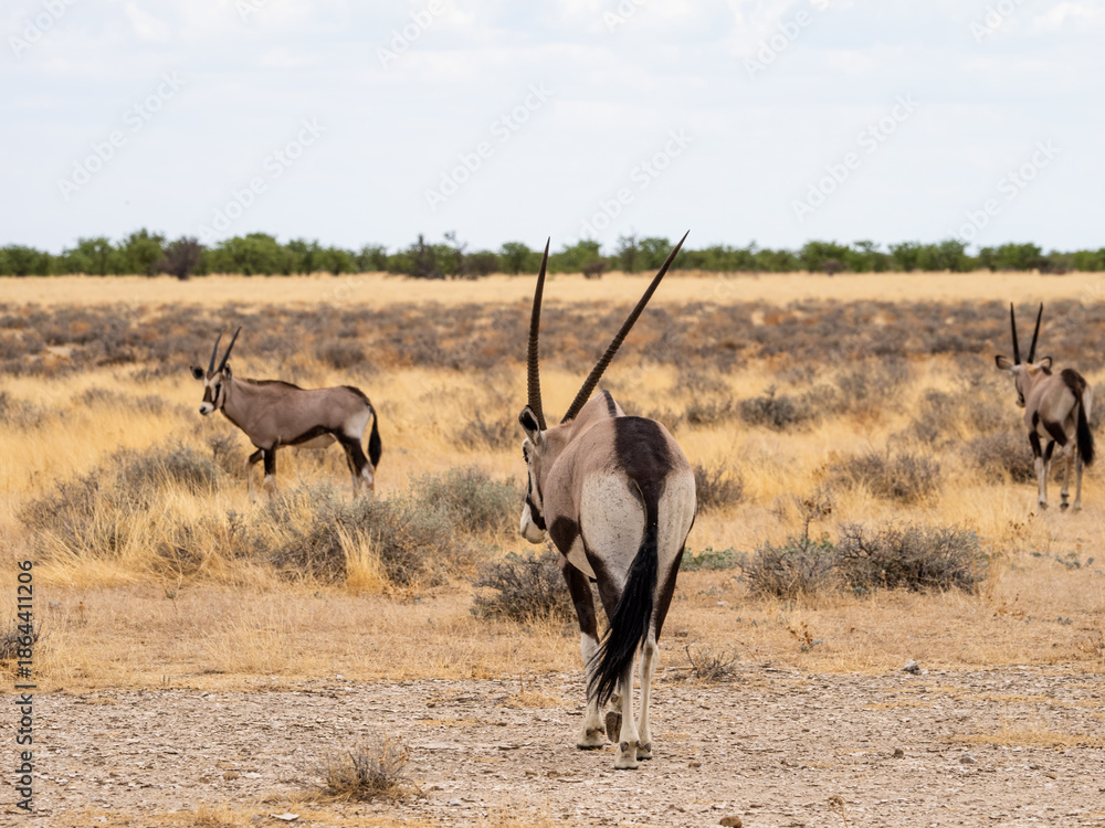 Naklejka premium oryx pack in the wild
