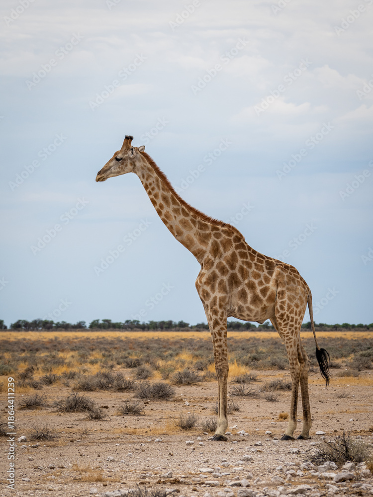 Fototapeta premium giraffe in the savannah