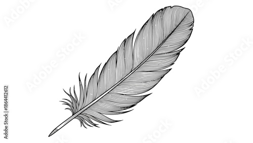Detailed black and white illustration of a single delicate bird feather showcasing intricate barbs
