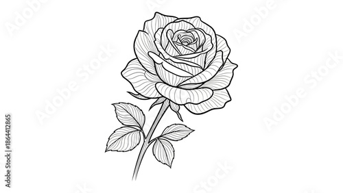 Elegant Line Drawing of a Rose with Detailed Petals and Leaf Structure
