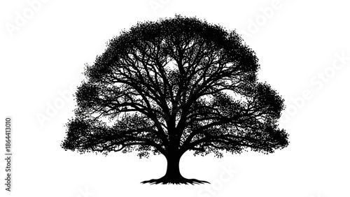 Silhouette of a large deciduous tree with intricate branching details in monochrome
