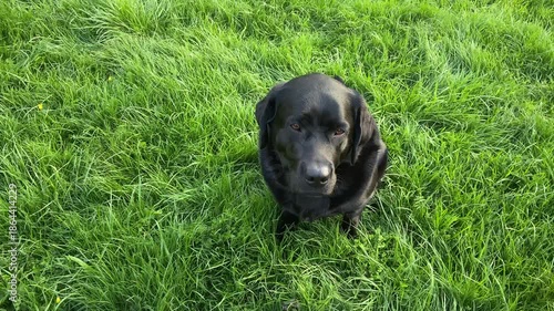 A black Labrador Retriever dog sits on green grass.
