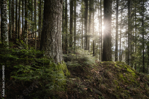 Wallpaper Mural Sun Rays through Autumn Trees in Vallombrosa Forest, Tuscany Torontodigital.ca