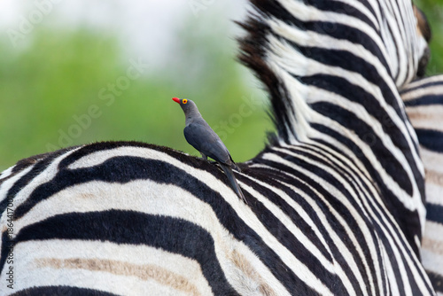 Lonely Red-billed oxpecker standing on a back of a Burchell's zebra near Khwai, Botswana