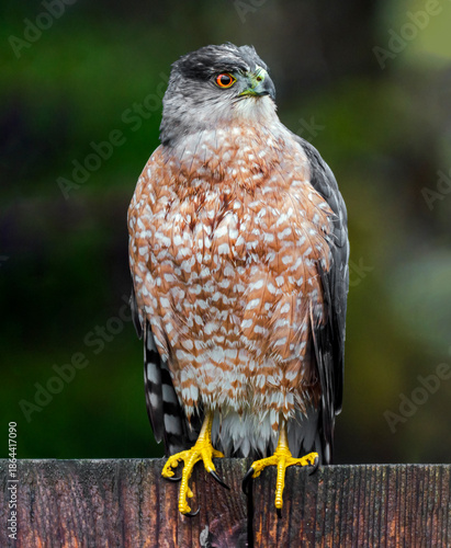 A Coopers Hawk makes a pre-winter visit