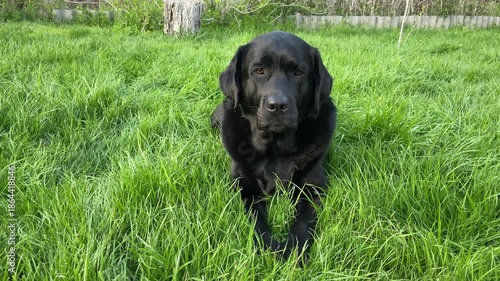 A black Labrador Retriever dog is lying on green grass in the garden