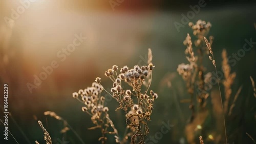 Sunset over wildflowers with dewy stems in a meadow