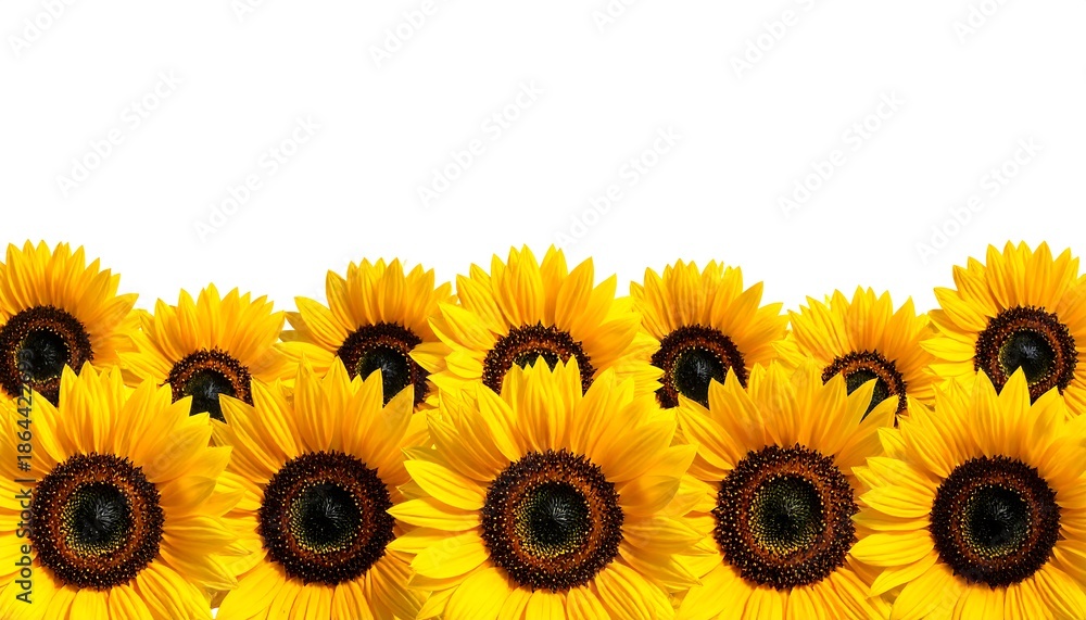 Naklejka premium Cheerful field of sunflowers with bright yellow petals against a crisp white background creating a clean, sunny image