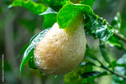 Close-up of nest frog,created by the Grey foam-nest tree frog (Chiromantis xerampelina). 