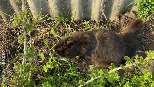 Black cat outside in the garden in spring.