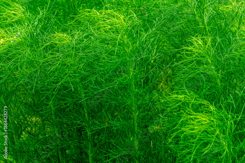 green grass background. close-up of a plant with delicate, feathery fronds, which appears to be Myriophyllum mattogrossense, commonly known as Matogrosso milfoil. 