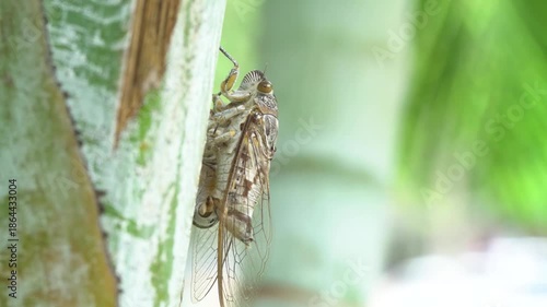 Close up shot of a cicada insect resting on the trunk of a tropical palm tree. Detailed macro view of its wings and body in a natural outdoor environment with bright bokeh background.