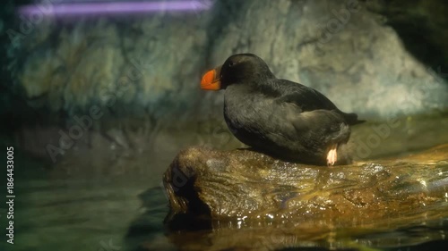 Tufted puffin with dark plumage and a bright orange beak resting on a log by the water. Side view of the seabird in a rocky coastal environment with soft lighting and natural habitat elements.