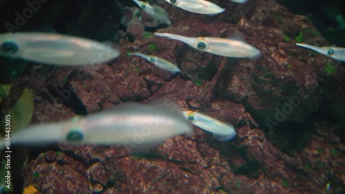 School of small translucent squid swimming together near a rocky reef in deep water. Detailed view of marine life in their natural underwater habitat with brown rocks and green algae.