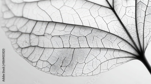 a close up of a large leaf with intricate vein patterns. the leaf appears to be dried or has a textured surface that suggests it may be an artificial or pressed specimen rather than fresh