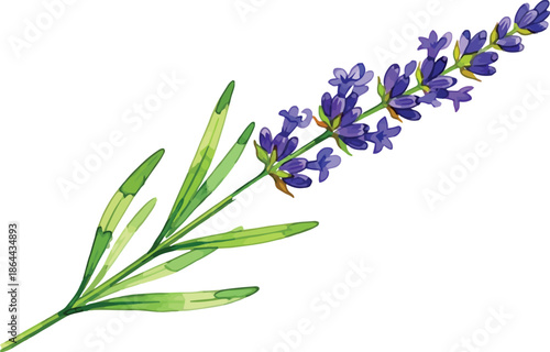 Vibrant purple lavender flower watercolor illustration on white background