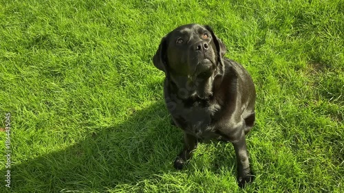 Black Labrador dog on green grass. Pet, dog.