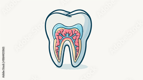 Tooth Anatomy Cross Section Illustration – Dental Pulp, Enamel, Dentin Structure