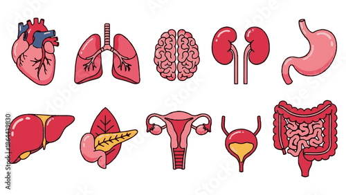 Colorful Cartoon Illustrations of Essential Human Internal Organs Set for Medical Education