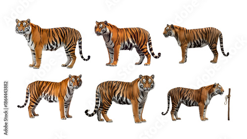 tiger set
