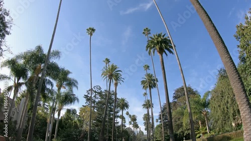 Driving under the palm trees on a street in Beverly Hills, Los Angeles, California, USA. Beverly Hills is famous for high-end shopping venue and celebrities homes