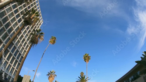 Palm trees and residentials houses with big cactuses in Los Angeles, California. Driving on the streets, exploring LA during summer vacation in California