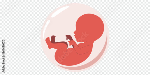 Stylized Fetus in Womb Early Human Development pregnancy concept