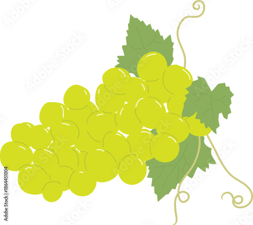 Shine Muscat Grape Bunch Illustration