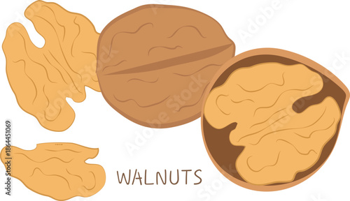 Walnuts Set – Isolated Food Design
