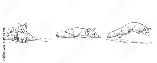 キタキツネのペン画イラストセット（見つける・狙う・飛びかかる）、Pen Drawing Set of Red Fox Behaviors (Finding, Aiming, Pouncing)
