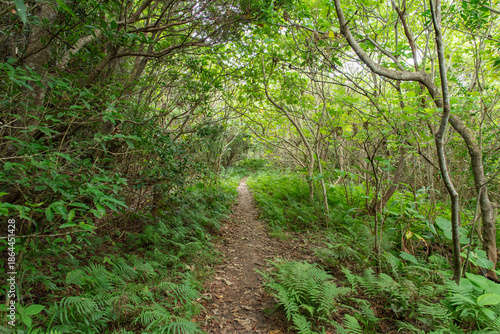 両側が木々に挟まれたジャングルの細い道