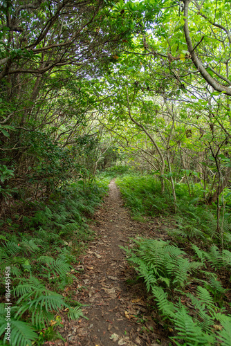 両側が木々に挟まれたジャングルの細い道