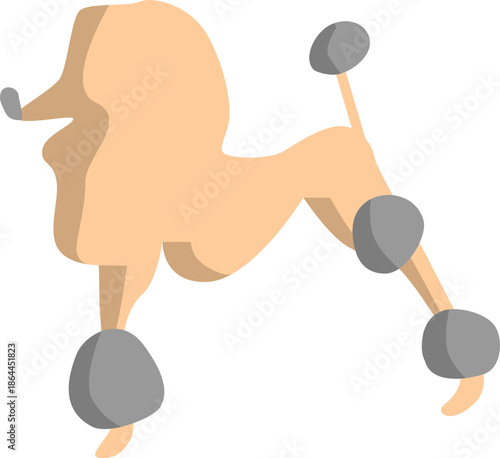Poodle dog illustration