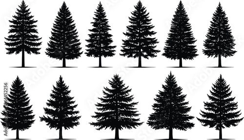 Collection of eleven detailed evergreen pine and spruce tree silhouettes isolated on white background for winter forest landscape and architectural visualization