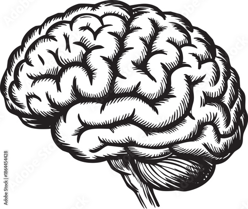 Detailed illustration of a human brain in black and white, showcasing its intricate structure and anatomy on a plain background