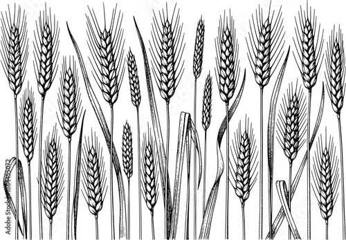Hand drawn engraved style wheat field ears of grain illustration isolated on white background for bakery organic farming and agriculture