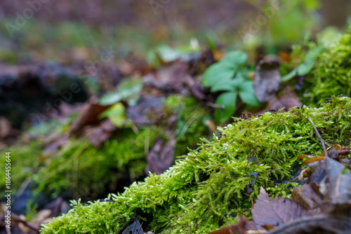 Green moss grows on damp ground with fallen leaves in a forest setting during autumn